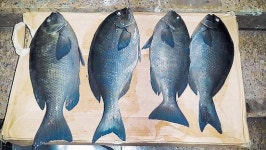 [낚시! 바다맛, 손맛]섬속의 섬 우도서 대물 입질에 손맛 짜릿~