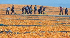 노랗게 물든 목장