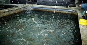 양식장 배합사료 지원사업 흔들