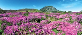 한라산 선작지왓 철쭉