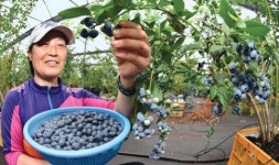 제철 블루베리 맛보세요