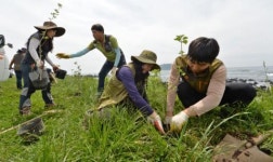 올레길에 멸종위기 황근 심어요