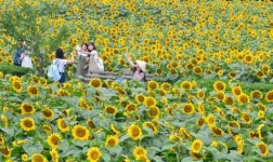 해바라기꽃밭을 거닐며