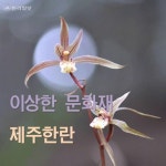 [카드뉴스]이상한 문화재 제주한란