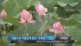 연꽃으로 아름답게 물든 연화못