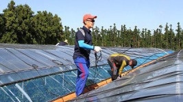 제주세관 농번기 일손돕기 봉사활동
