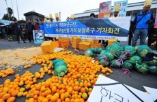 가격폭락에 저급품 감귤 시장격리 나선다