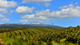 오설록 제주 도순다원 드론 영상스케치