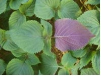 몸에 좋고 향긋한 깻잎 집에서 키워보자