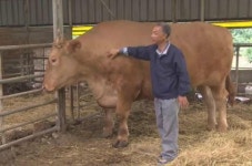 제주에 역대급 도체중 779㎏ 슈퍼 한우 출현