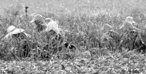 마늘 최대 주산지 대정읍은 요즘…