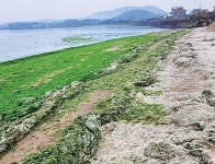 제주해변 파래 이상 번식, 해결될까