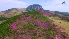 산상 정원인 한라산 윗세오름 일대 산철쭉 장관