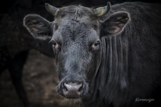 제주흑우, 우직하고 도도한 검은빛 기개