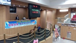 경주용 제주마 사상 첫 경매 15두 낙찰