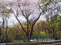 관음사 자생 왕벚나무 천연기념물 추진 주목