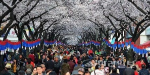 제주시, 벚꽃 향기 품은 전농로 간판 새로운 변신