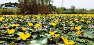 더울수록 자태 뽐내는 노랑어리연꽃