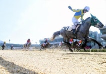 제주 조랑말 62년만의 상경…초특급 수송작전