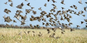 황금 들녘의 참새