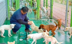 [긴급진단]버려지는 반려동물 어떻게(상)