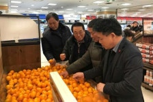  감귤 주산지 서귀포감귤 유통실태 조사 나서