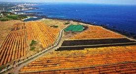 [길 路 떠나다]서귀포시 성산읍 신천목장