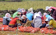 농업회사법인주식회사한국농업경영인제주시애월읍회 | [제주 1차산업의 푸른 미래]후계농업경영인