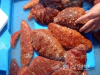 제주 홍해삼 양식 산업 정상 궤도 진입