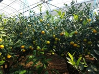 올해산 하우스감귤 22일 첫 출하