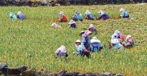 분주한 농가… 제주마늘 수확 ‘한창’