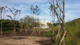 안덕매립장 산철쭉,왕벚나무 등 조경수 식재 