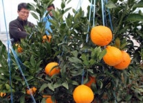 한라봉 시설재배지 토양은 양분 비만증