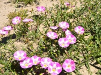 [김찬수의 스피시즈 한라산엔시스 탐사(27)]제1부 아득한 기억, 알타이-(27)좀메꽃을 아십니까?