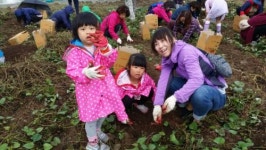 대천동주민자치위 사랑나눔 초록농장 고구마 캐기