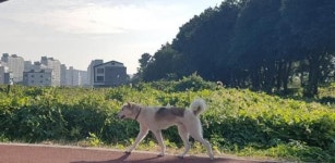 서귀포 도심 걸어다니기 무서워요