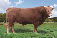 제주 고기정씨 한우 보증씨수소 선발