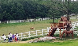 렛츠런파크 제주 마(馬)랑 힐링투어 떠나요