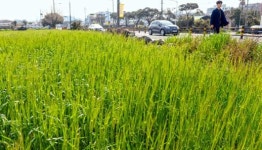 완연한 봄과 녹색 보리의 향연