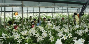 [동네방네]월평화훼마을로 백합꺾기 체험 오세요