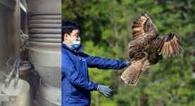 제주서 치료 받은 수리부엉이 고향으로