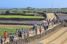제주 천년의 밭담 그 가치를 말하다