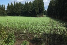 제주도내 목장용지 100만평 농지로 불법 전용