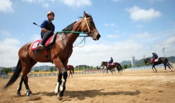 제주목장, 직장인 육성마 기승조련교육 시행