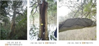 천연기념물 제주 비자나무가 죽어간다