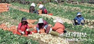 제주 농촌 인력 부족 4~6월·8~9월 더 심각하다