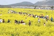 [포토] 제주 최대 가시리 유채밭 꽃길만 걸어요