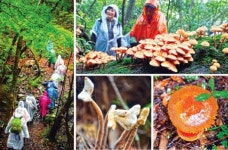 [2019 제주섬 글로벌 에코투어] (6)남조로~물영아리 앞 마흐니숲길~의귀천길~수직동굴~마흐니오름~숲길~마흐니옆오름~사려니길~남조로