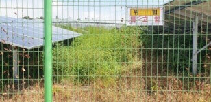 제주 감귤폐원지 태양광 농사 망연자실