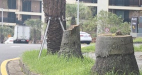 중문관광단지 야자수 밑둥 남긴 채 싹둑  눈살